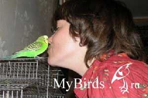 Волнистый попугайчик Арчи, хозяйка Говорящий попугай 