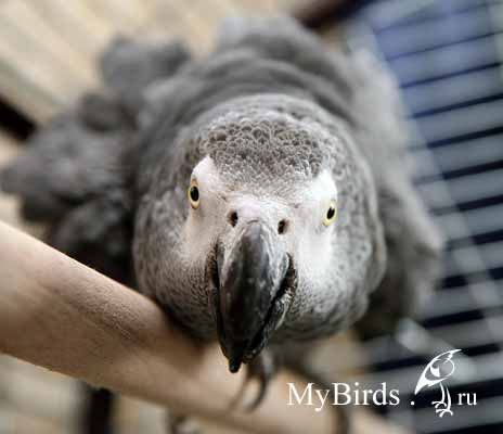Испуганный попугай жако Маркиз. Фото Rodnaya