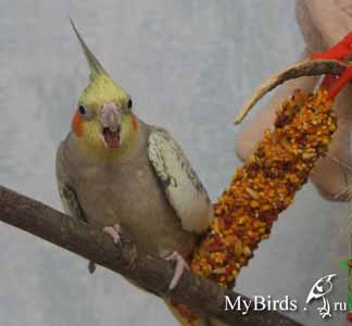 Карелла Жора. Фото Pola