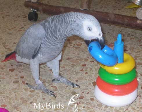 Выполнение команды серым попугаем жако - Собери пирамиду