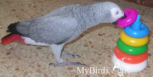 Выполнение команды серым африканским попугаем жако- Собери пирамиду 