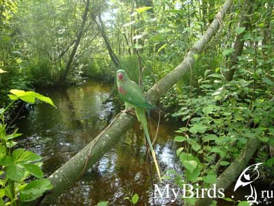 Попугай на прогулке