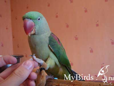 Одевание на птицу опутенков