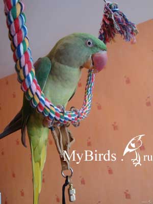 Попугай в опутенках 