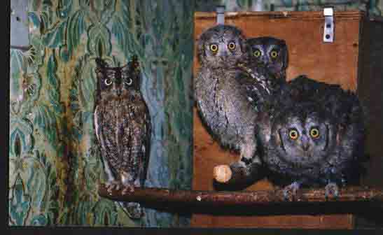 семейство сплюшек с птенцами