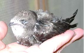 Выкармливание птенцов черных стрижей (Apus Apus)