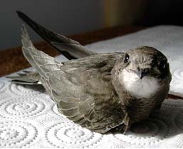 Выкармливание птенцов черных стрижей (Apus Apus)