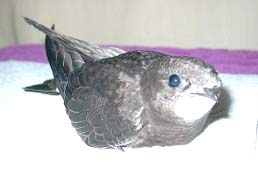 Выкармливание птенцов черных стрижей (Apus Apus)