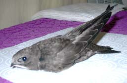 Выкармливание птенцов черных стрижей (Apus Apus)