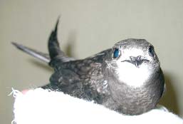 Выкармливание птенцов черных стрижей (Apus Apus)