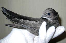 Выкармливание птенцов черных стрижей (Apus Apus)