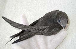 Выкармливание птенцов черных стрижей (Apus Apus)