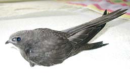 Выкармливание птенцов черных стрижей (Apus Apus)