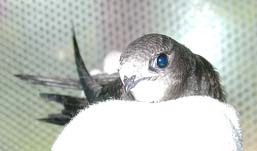 Выкармливание птенцов черных стрижей (Apus Apus)