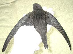 Выкармливание птенцов черных стрижей (Apus Apus)