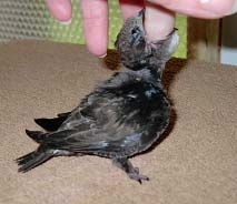 Выкармливание птенцов черных стрижей (Apus Apus)