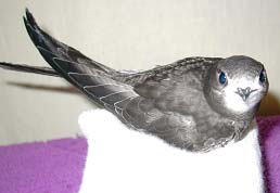 Выкармливание птенцов черных стрижей (Apus Apus)