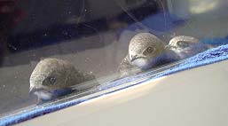 Выкармливание птенцов черных стрижей (Apus Apus)