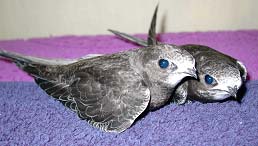 Выкармливание птенцов черных стрижей (Apus Apus)