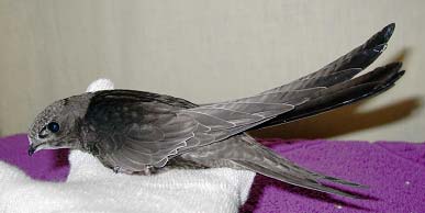 Выкармливание птенцов черных стрижей (Apus Apus)