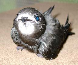 Выкармливание птенцов черных стрижей (Apus Apus)