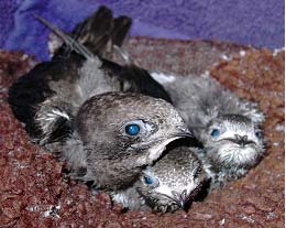 Выкармливание птенцов черных стрижей (Apus Apus)