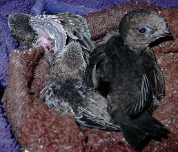 Выкармливание птенцов черных стрижей (Apus Apus)