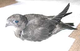 Выкармливание птенцов черных стрижей (Apus Apus)