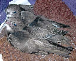 Выкармливание птенцов черных стрижей (Apus Apus)