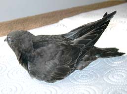 Выкармливание птенцов черных стрижей (Apus Apus)