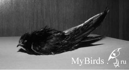 Черный стриж в плохом состоянии Черный стриж в плохом состоянии