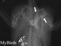 Рентгеновский снимок черного стрижа