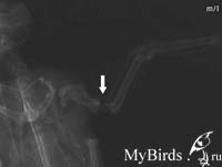 Рентгеновский снимок черного стрижа