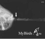 Рентгеновский снимок черного стрижа