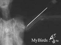 Рентгеновский снимок черного стрижа