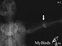 Рентгеновский снимок черного стрижа