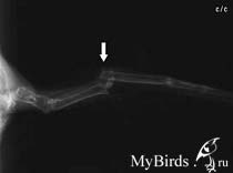 Рентгеновский снимок черного стрижа