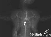 Рентгеновский снимок черного стрижа