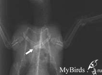 Рентгеновский снимок черного стрижа