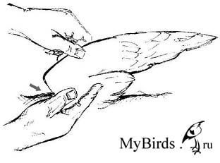 Фиксация крыла черного стрижа Фиксация крыла черного стрижа