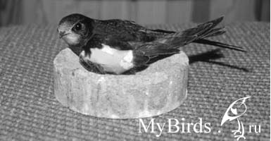 Черный стриж. Крестообразная фиксация крыла Черный стриж. Крестообразная фиксация крыла