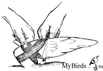 Фиксация крыла черного стрижа Фиксация крыла черного стрижа