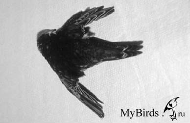 Черный стриж с поврежденными маховыми перьями Черный стриж с поврежденными маховыми перьями