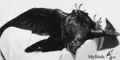 Судорожные припадки у черного стрижа Судорожные припадки у черного стрижа