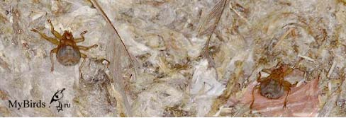 Эктопаразиты (стрижиные кровососы) Эктопаразиты (стрижиные кровососы)