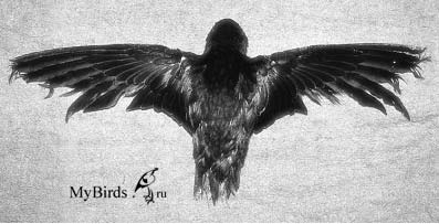 Оперение черного стрижа, поврежденное в результате неправильного питания Оперение черного стрижа, поврежденное в результате неправильного питания