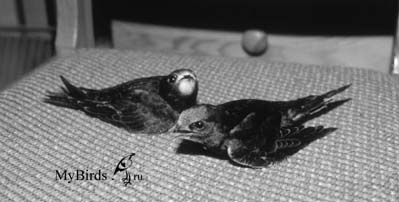 Птенцы стрижа, потерявших почти все первостепенные маховые перья из-за кормления мясом Птенцы стрижа, потерявших почти все первостепенные маховые перья из-за кормления мясом