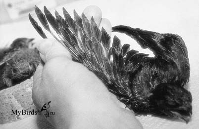 Повреждение опахала и полой части пера стрижа после кормления мучным червем. Повреждение опахала и полой части пера стрижа после кормления мучным червем.