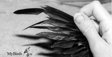 Надломанные перья в результате кормления личинками мух в течение двух недель Надломанные перья в результате кормления личинками мух в течение двух недель