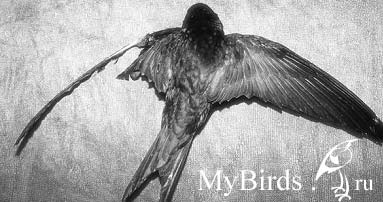 Черный стриж, ранненный кошкой Черный стриж, ранненный кошкой